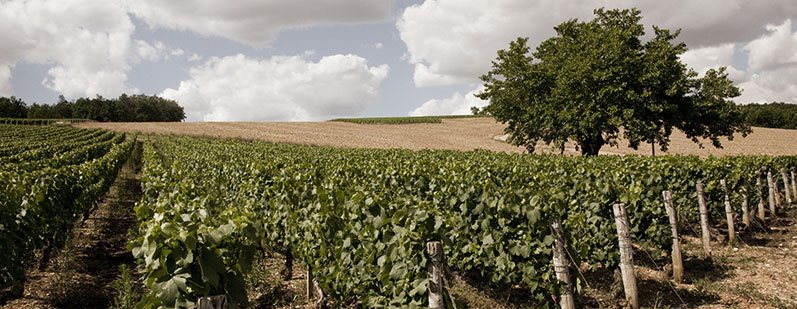 Crémant de bourgogne veuve ambal, producteur  crémants de bourgogne, depuis 1898