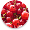 saveur-gooseberries.png
