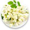 saveur-acacia-flowers.png